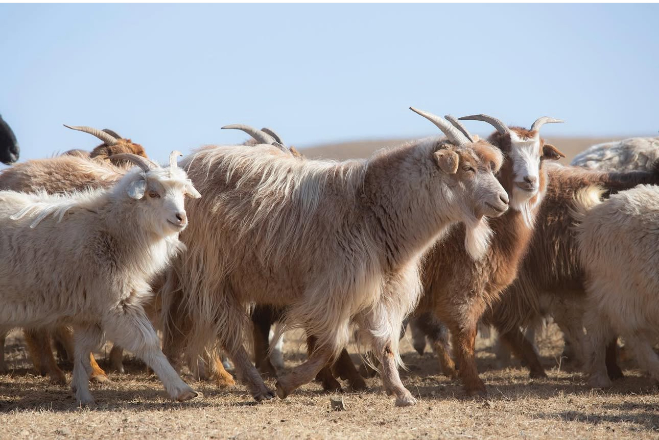 кашемировые козы